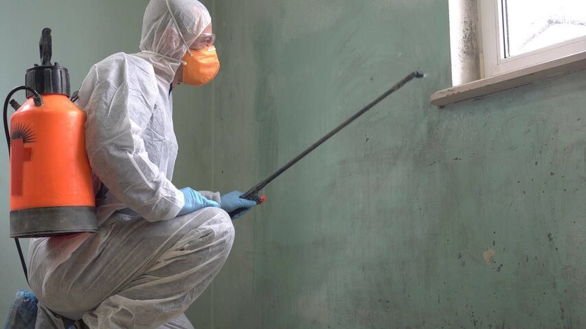 Mold Remediation Solutions for Silverthorne Homes | Fire and Water Damage Restoration in Breckenridge, CO | Rocky Mountain Restore in Breckenridge, CO